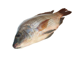 Tilapia isolated on white background