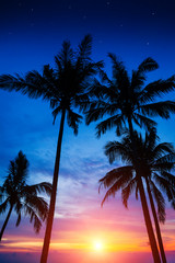 palm trees, sunset and the starry sky - 50024641