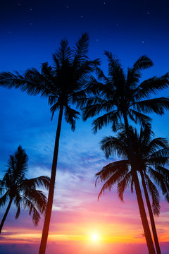 palm trees, sunset and the starry sky
