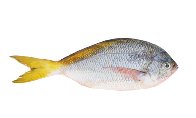 Yellow tail fish isolated on white background