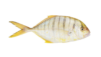 Sea fish with back stripes isolated on white