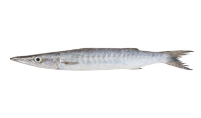 Fresh barracuda fish on white background