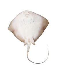 Fresh ray fish isolated on white background © Valerii Evlakhov