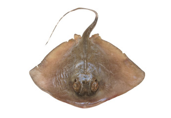 Fresh ray fish isolated on white background © Valerii Evlakhov