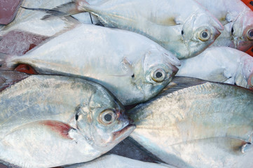 Fresh fish background