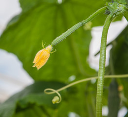 Blossom and tendril of a Cucumber plant