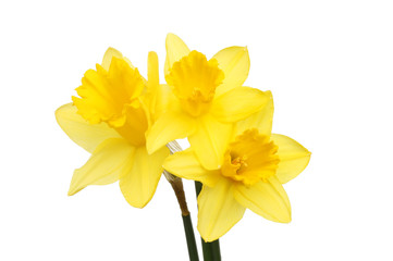 Daffodils