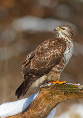 Buzzard looking over shoulder
