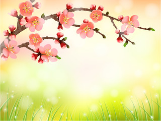 Obraz na płótnie Canvas Sakura, cherry blossom in morning light