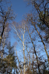 Obraz premium forêt