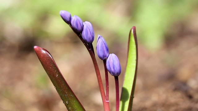 Two-leaf squill / Spring Flowers (Macro)