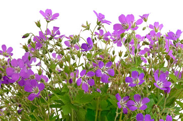 Obraz na płótnie Canvas Violet wild flowers