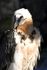 Lammergeyer or Bearded Vulture (Gypaetus barbatus)