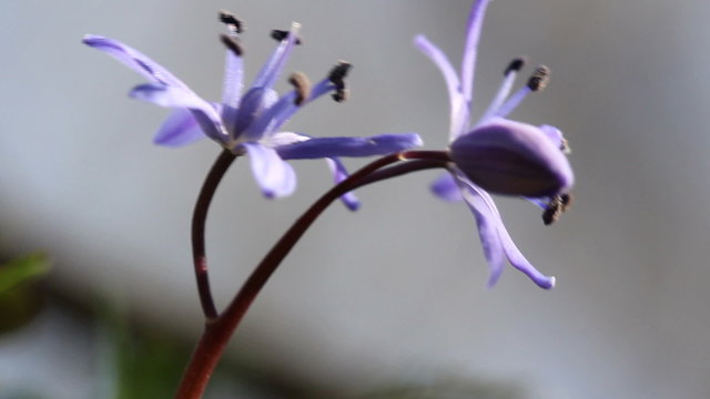 Two-leaf squill / Spring Flowers (Macro)