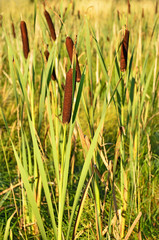Bulrush plants © voltan