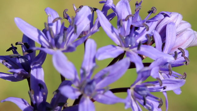 Two-leaf squill / Spring Flowers (Macro)