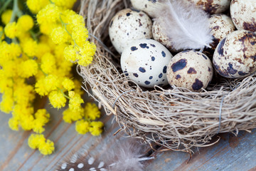 Obraz premium Easter eggs in nest and mimosa