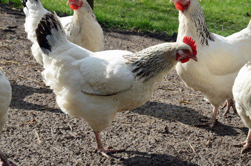White Chickens