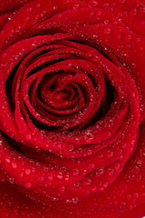 red rose with water drops