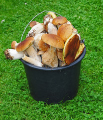 Basket of mushrooms in the grass - boletus edulis