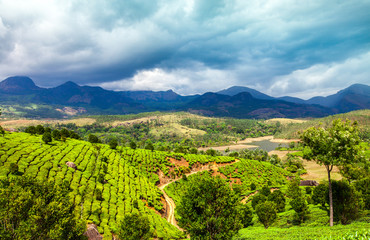 Fototapeta na wymiar Tea plantations in India
