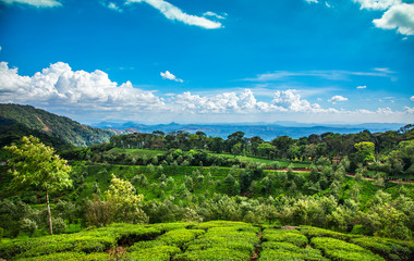 Fototapeta na wymiar Plantacje herbaty w Indiach