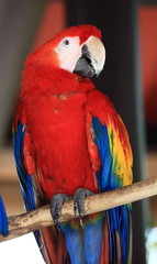 beautiful red parrot of Hong Kong Ocean Park