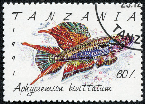 stamp printed in Tanzania shows Aphyosemion bivittatum