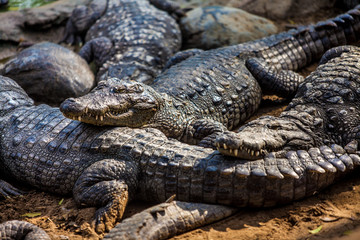 Fototapeta premium crocodile alligator