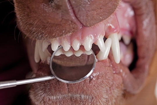 inspecting dog teeth