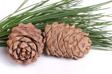 Cedar cones