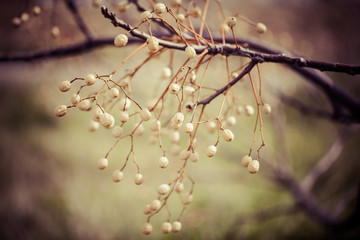 Autumn tree over green grass