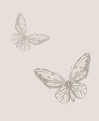 Vintage hand drawing butterfly vector eps 8