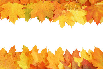 Maple leaves isolated on white