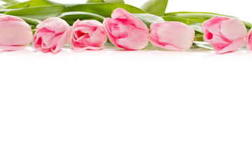 pink tulips