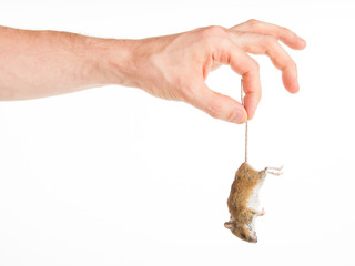 Hand holding a dead mouse, isolated