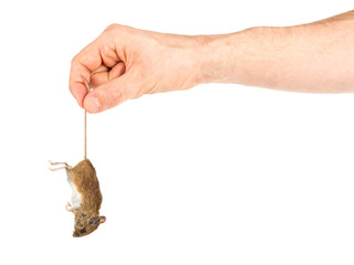 Hand holding a dead mouse, isolated