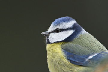 portrait de mésange bleue - oiseau en gros plan