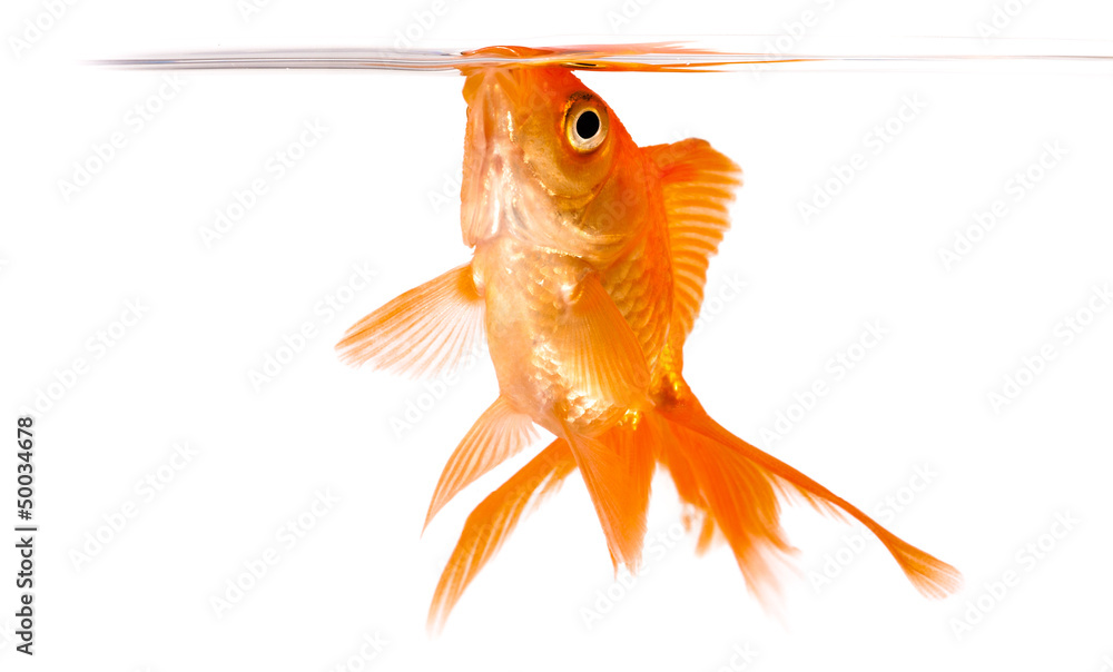 Wall mural goldfish