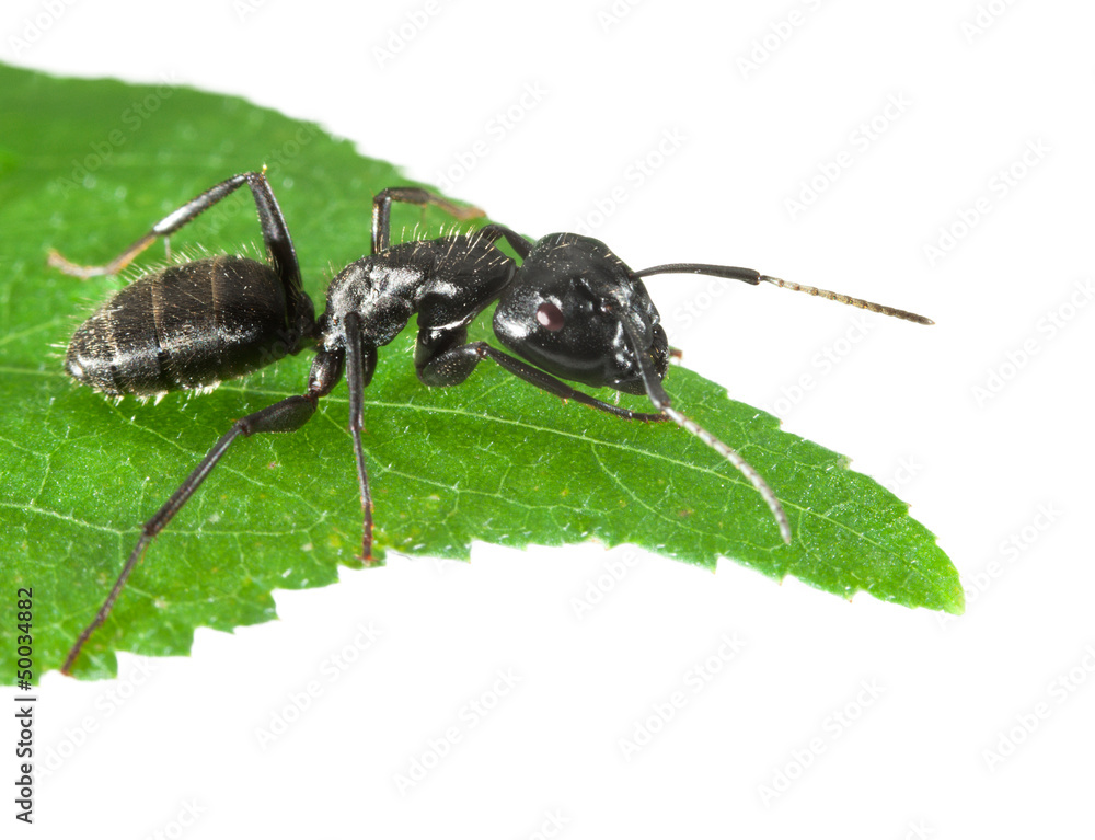 Wall mural Ant on green leaf tip