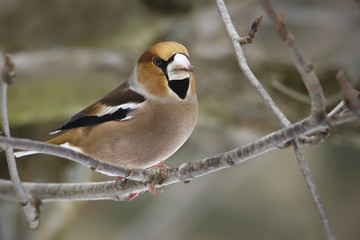 Gros-bec casse-noyaux - oiseau sur branche