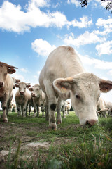 troupeau de charolaises