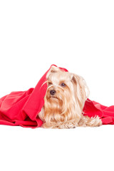 Yorkshire Terrier Welpe unter einer Decke