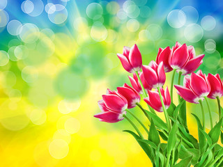 tulip flowers close up