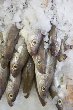 Fisch auf Eis beim Fischh&auml;ndler