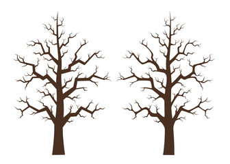 Maple tree two draft, illustration