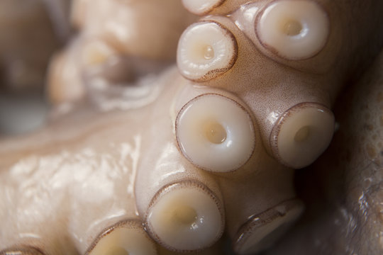 oktopus,krake,tintenfisch, fangarme