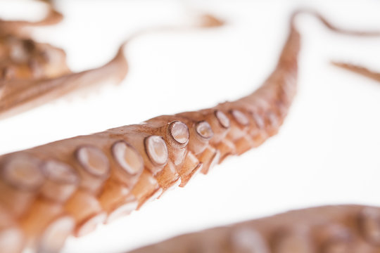 oktopus,krake,tintenfisch, fangarme