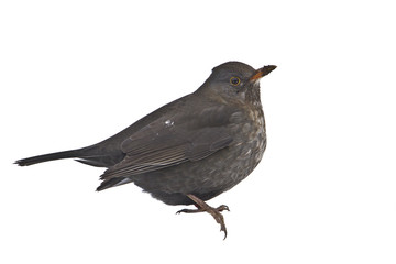 Merle noir femelle - oiseau détouré sur fond blanc