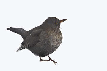 Merle noir femelle - oiseau détouré sur fond blanc